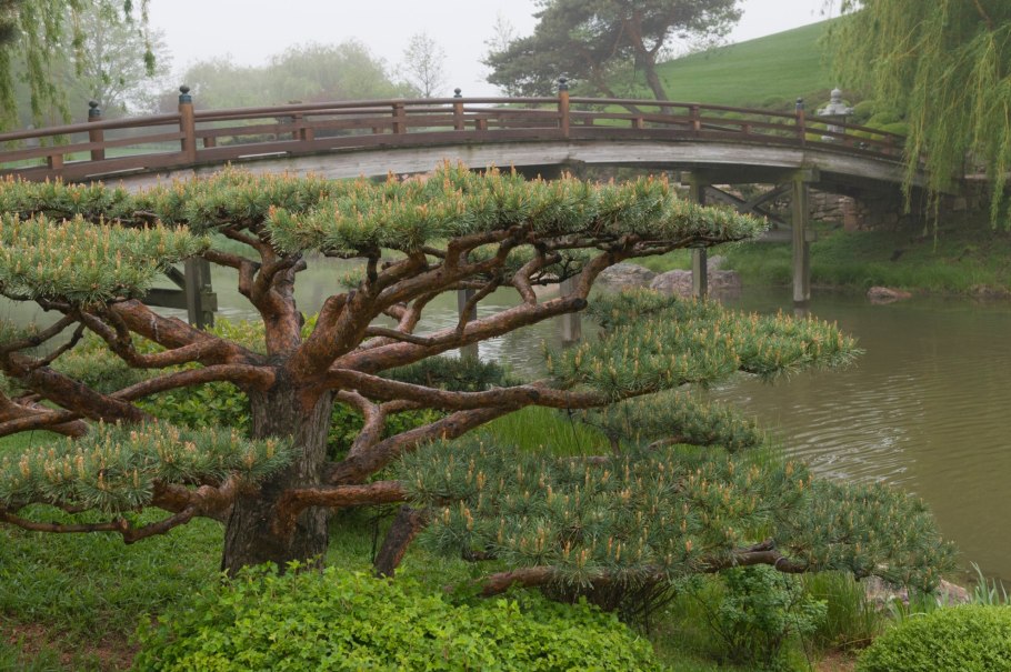 Пустынная роза Адениум