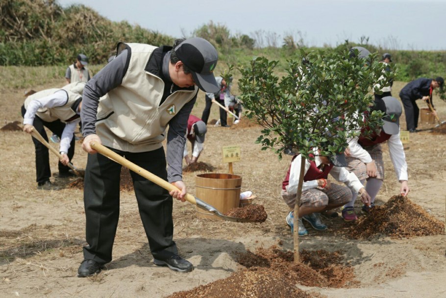 Бонсай дерево формирование