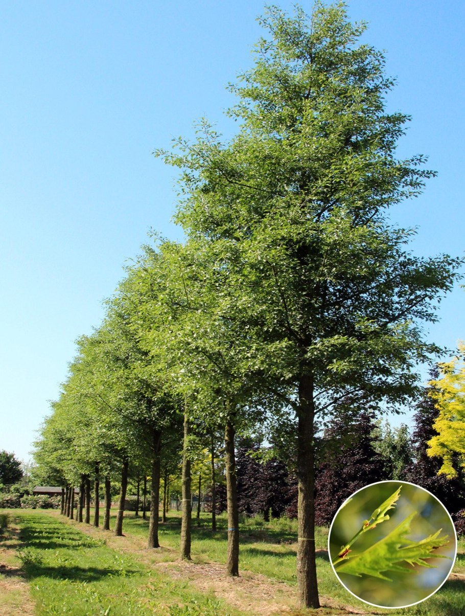 Ольха японская (Alnus japonica)