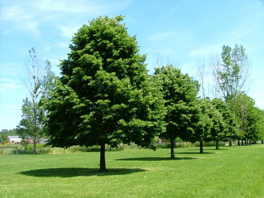 Alnus glutinosa pendula