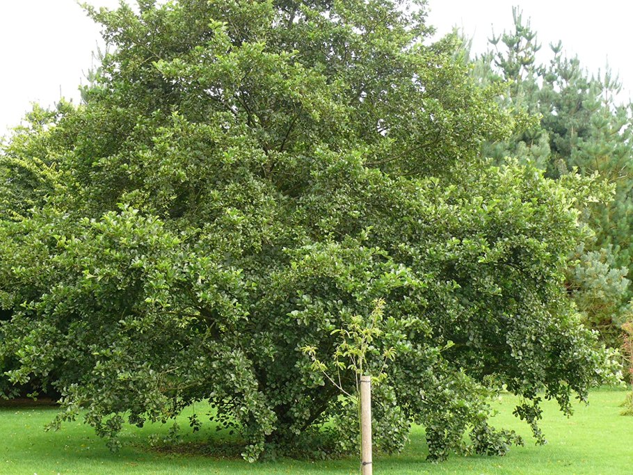Alnus nepalensis
