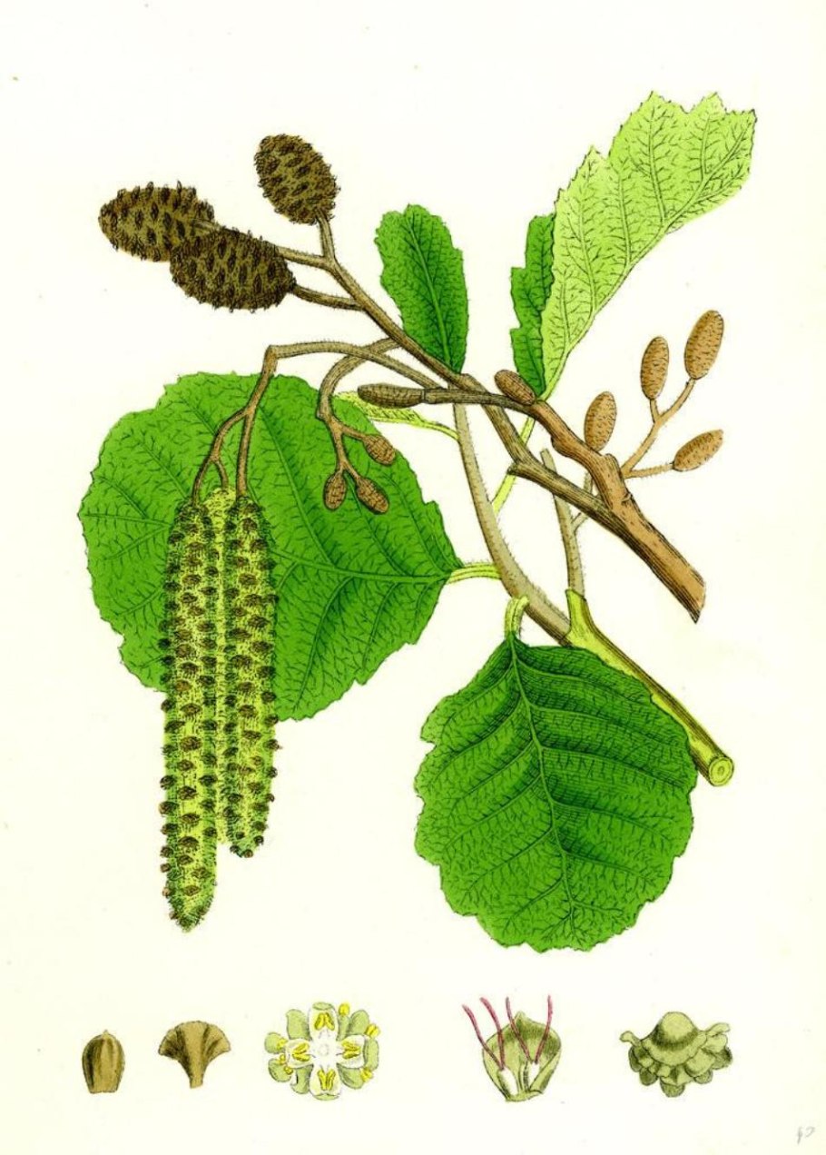 Alnus cordata ольха сердцелистная