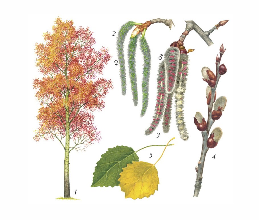 Ольха дерево