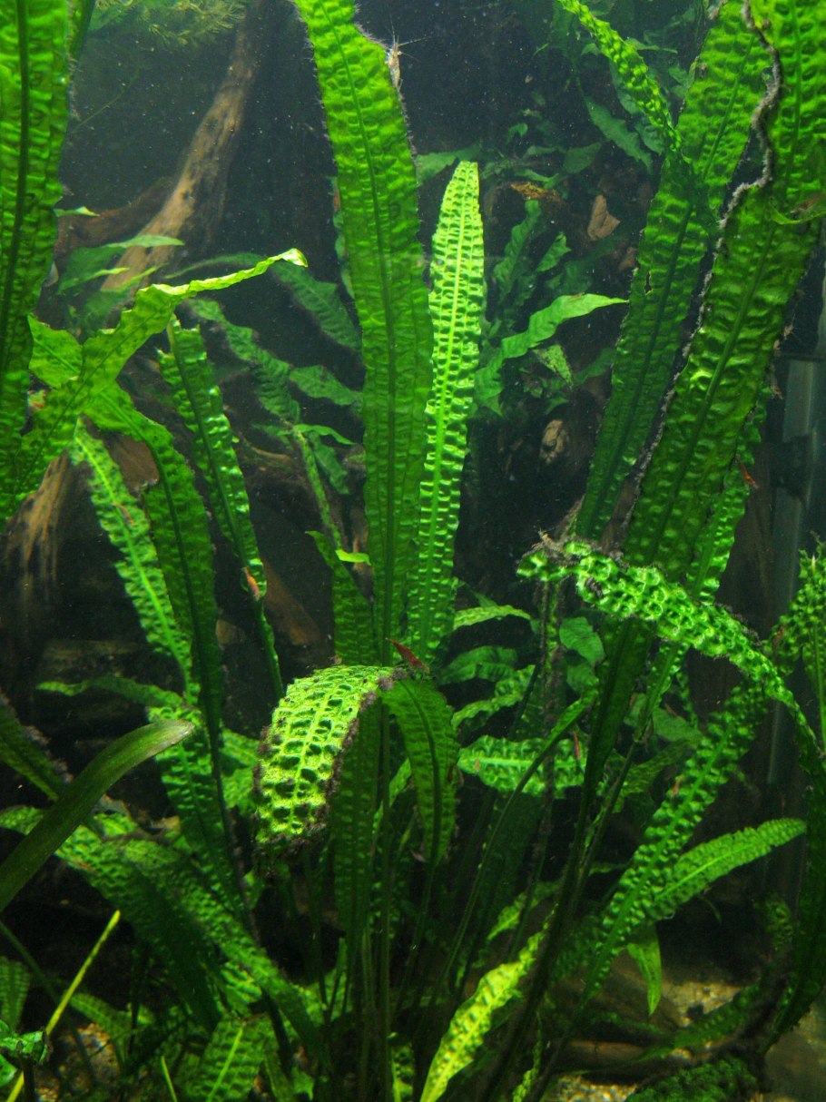 Апоногетон лонгиплюмулозус Aponogeton longiplumulosus