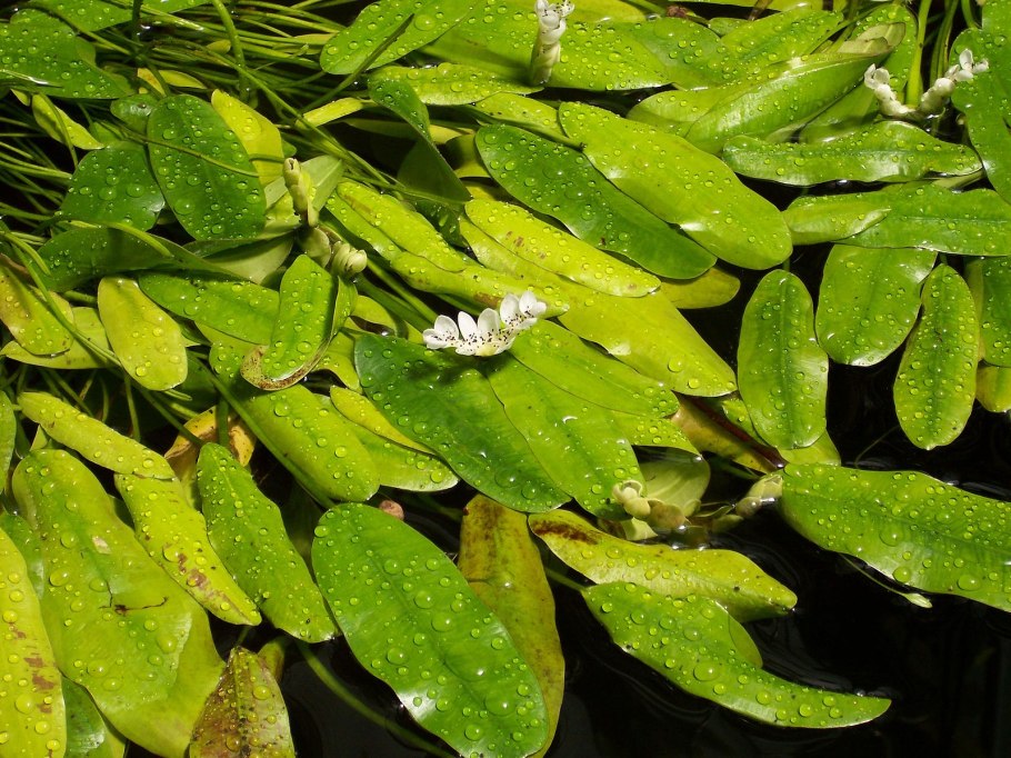 +Aponogeton +abyssinicus