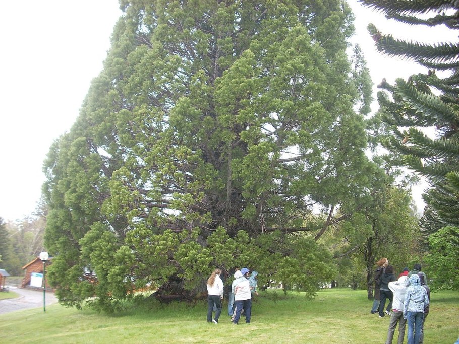 Мамонтово дерево в Крыму