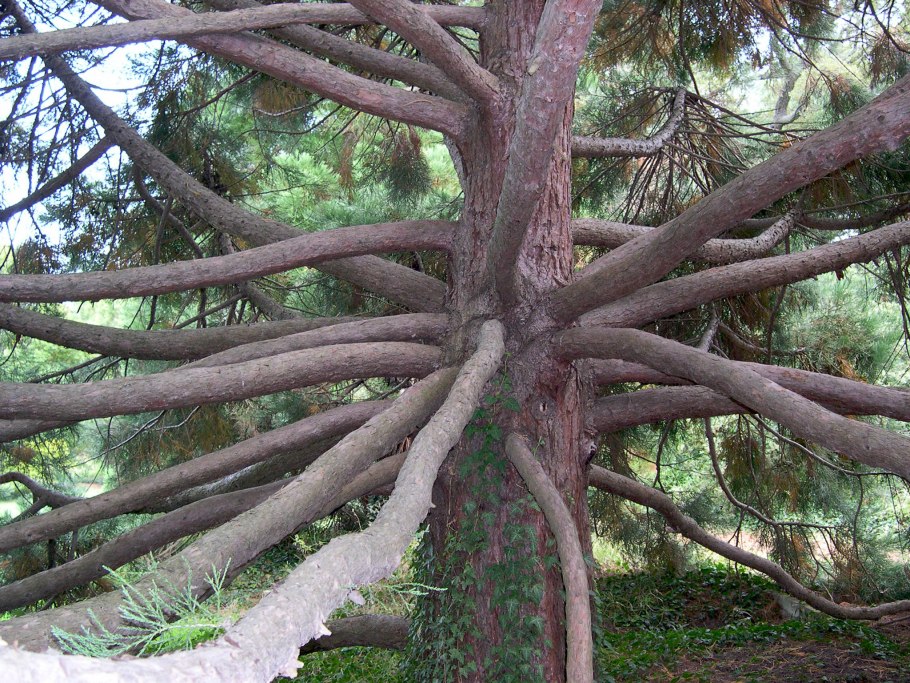 Секвойя фото