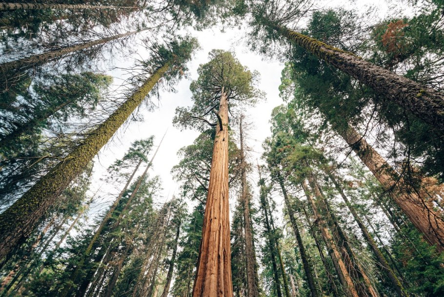 Секвойя вечнозелёная в Крыму