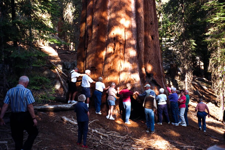 Рухнула Секвойя