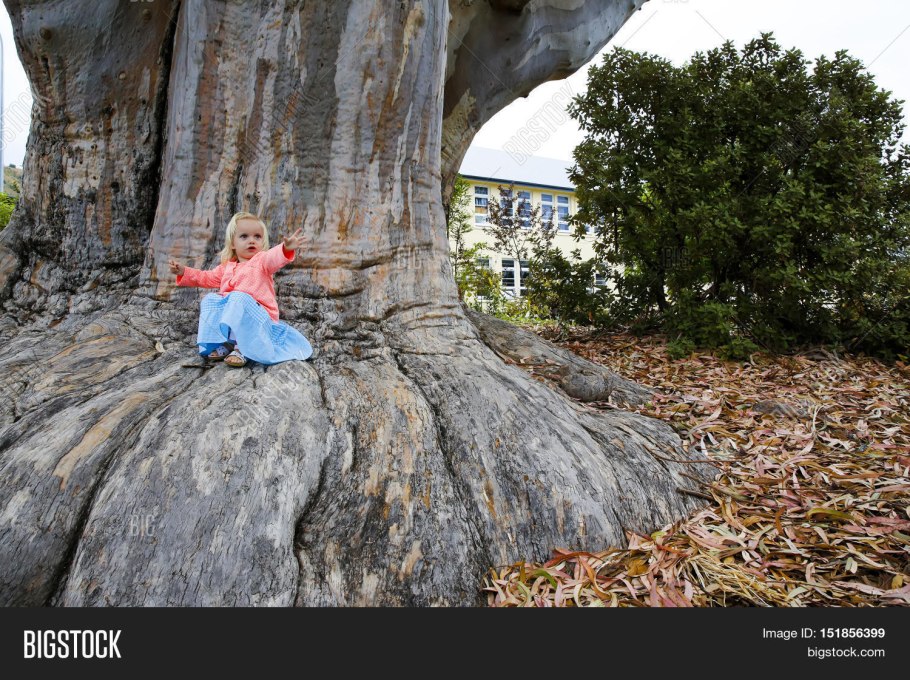 Секвойя парк Шерман три