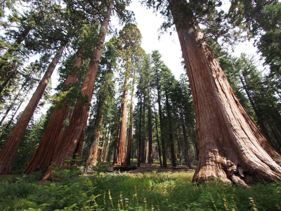 Самое большое дерево в мире генерал Шерман
