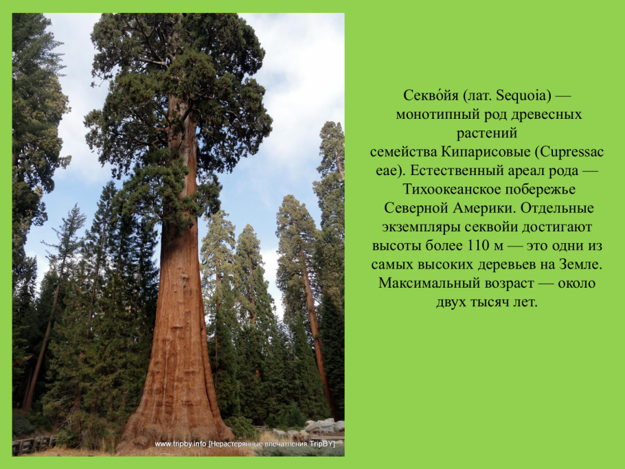 Калифорнийский парк секвой