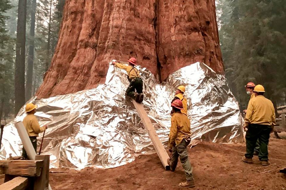 Массандровский парк Секвойя