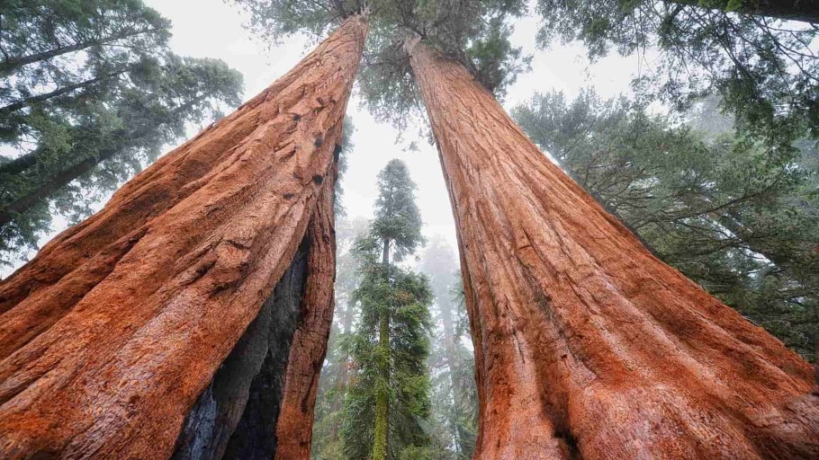 Он остановился возле высокого дерева