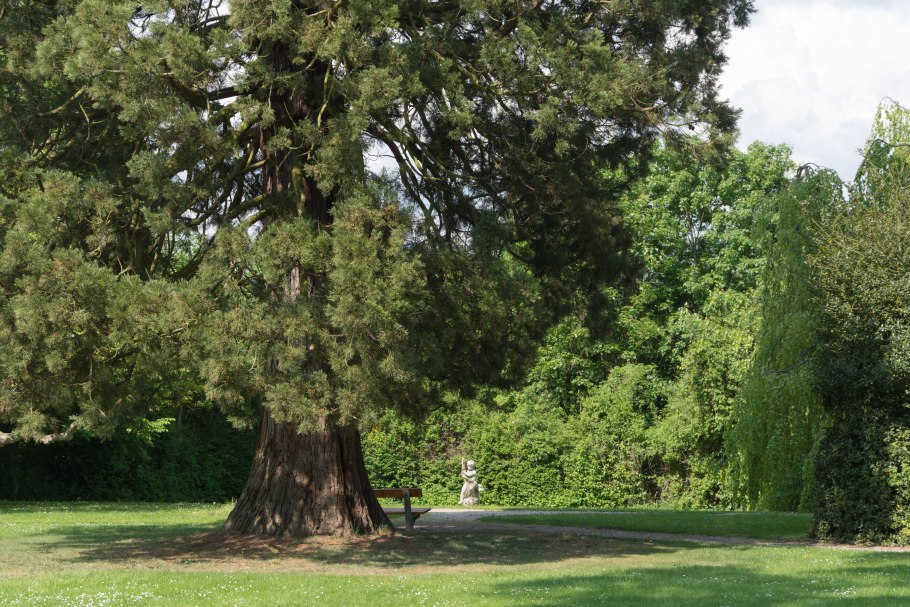 Секвойядендрон гигантский Мамонтово дерево