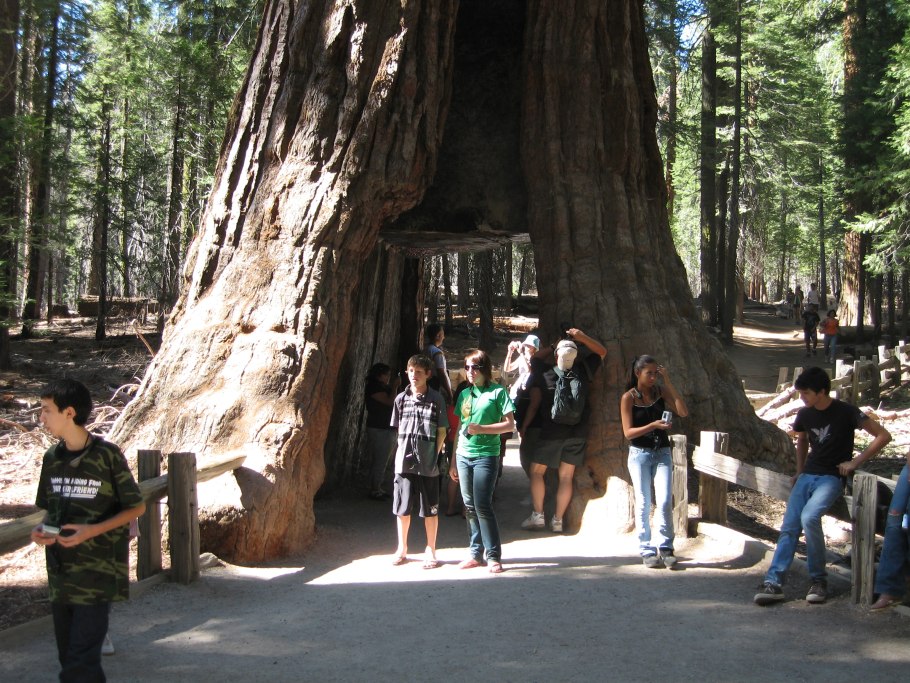 Гигантская Калифорнийская Секвойя