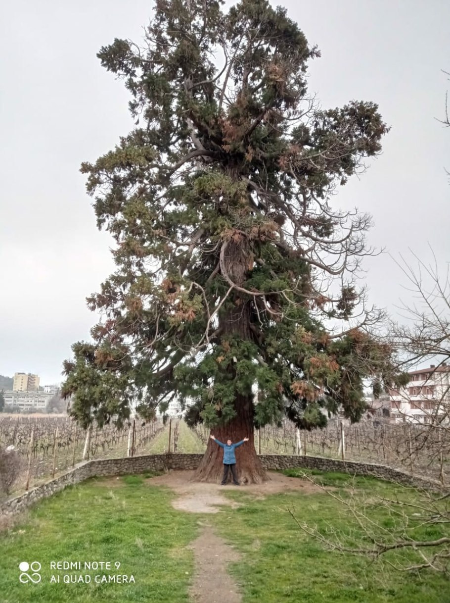 Секвойя дерево