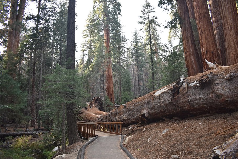 Калифорнийская Секвойя Гиперион