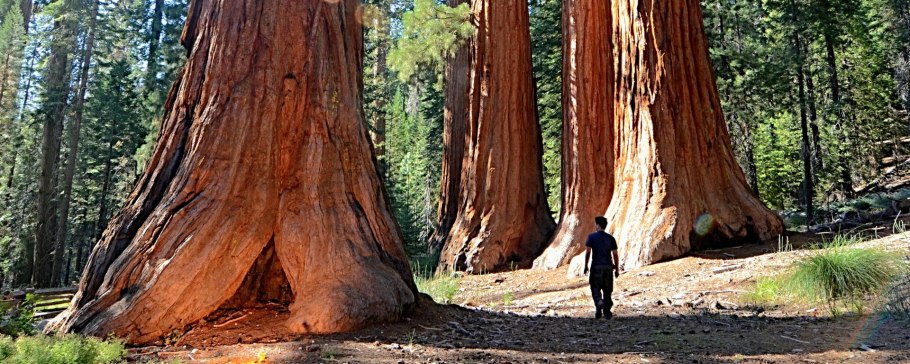 Роща секвой, Чатыр-Даг