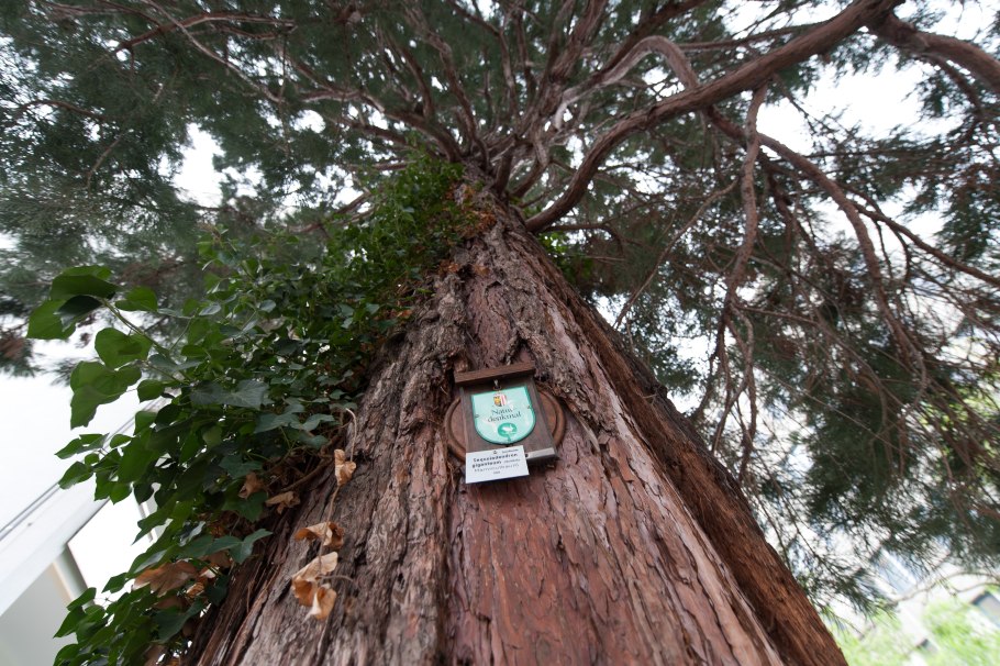 Никитский Ботанический сад Секвойя