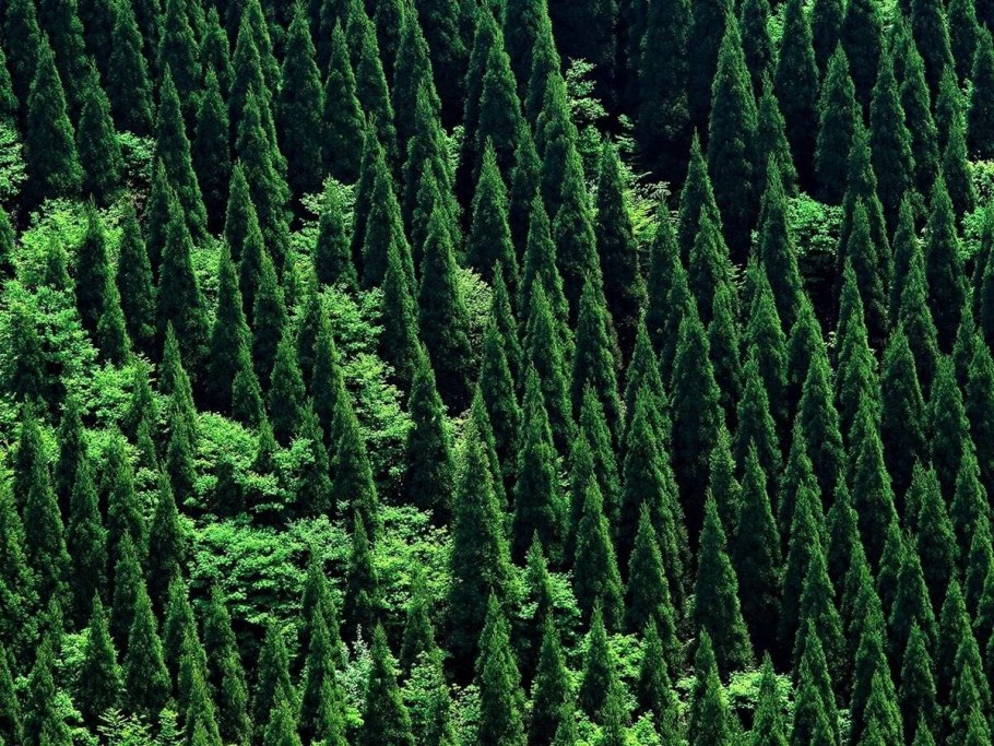 Еловый лес сверху