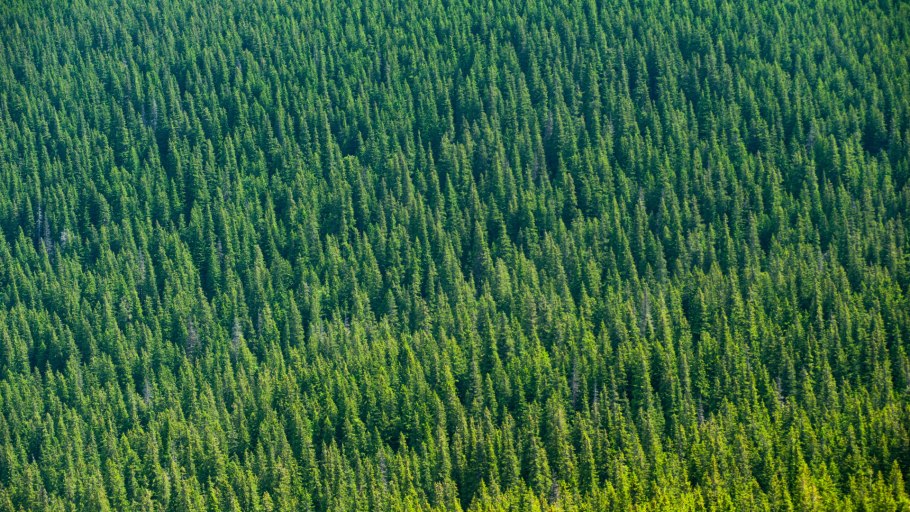 Сосновый лес сверху