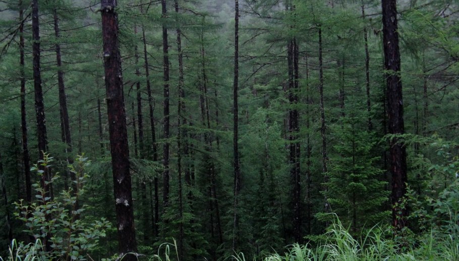 Дремучая темнохвойная Тайга