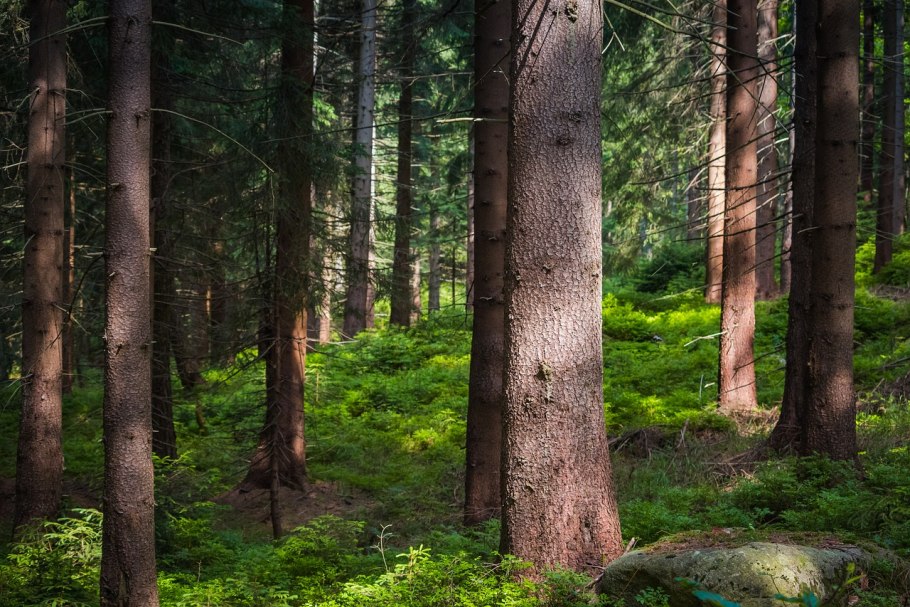 Старый еловый лес