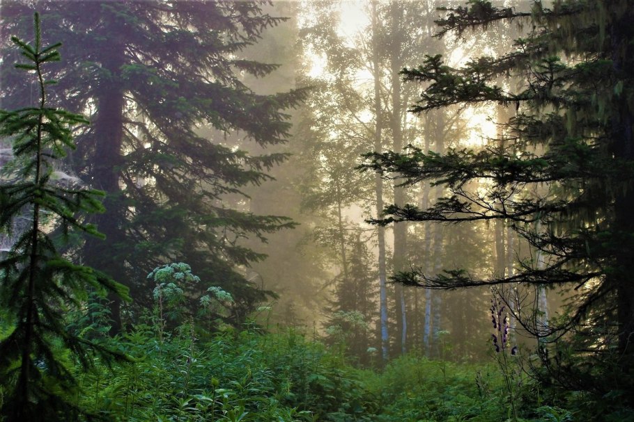 Дремучий лес пихта кедр