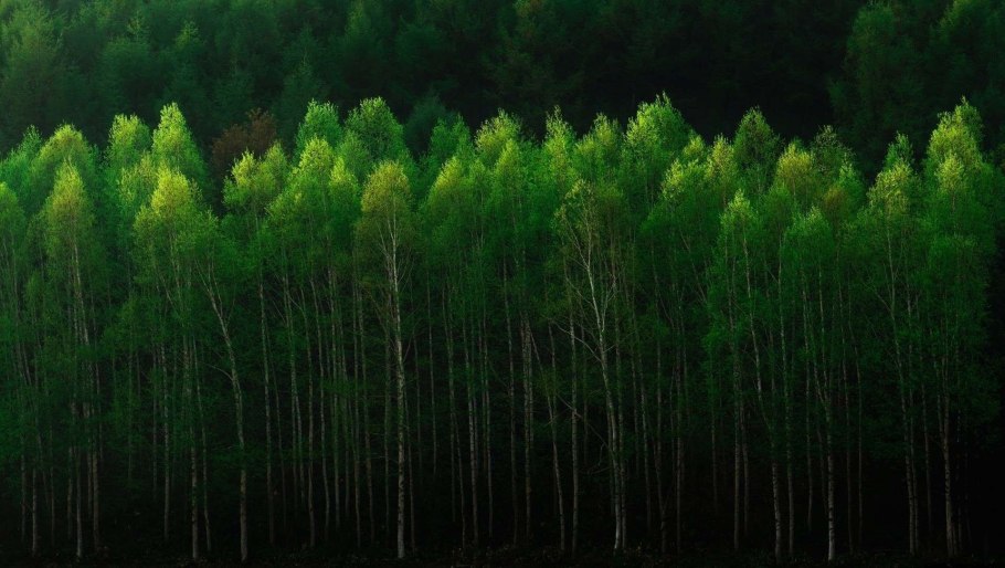 Лесные деревья