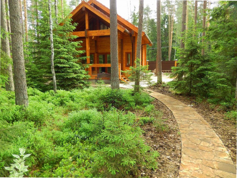 Ландшафт лесного участка у озера