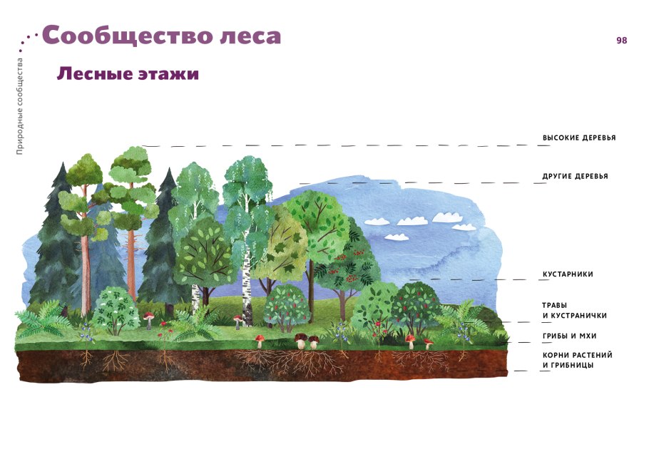 Растения ельника