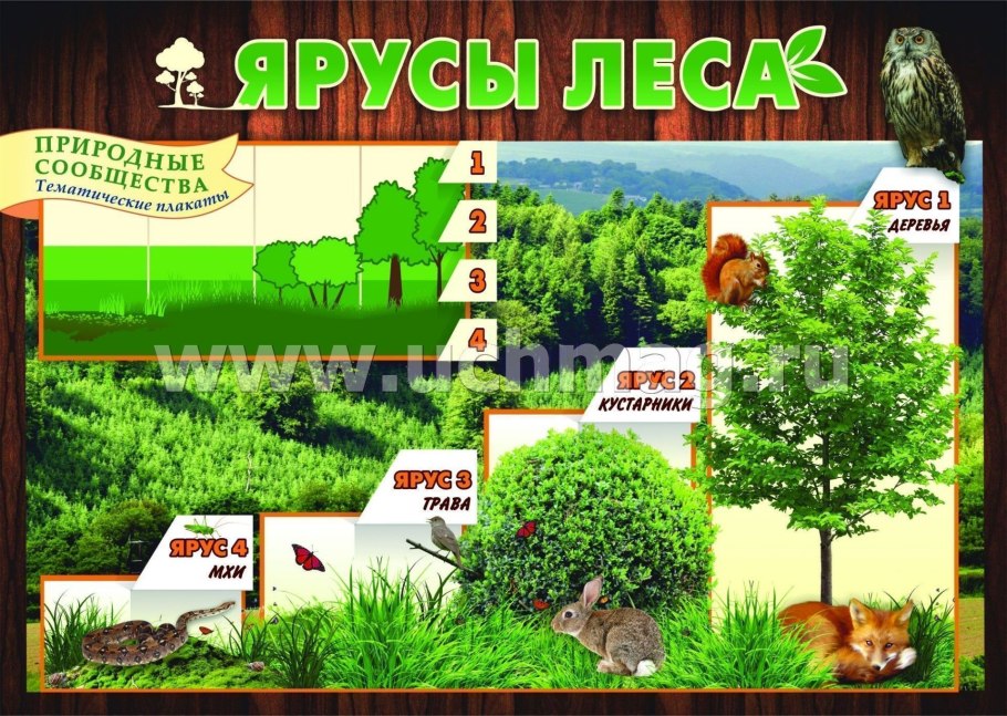 Лиственные деревья для дошкольников