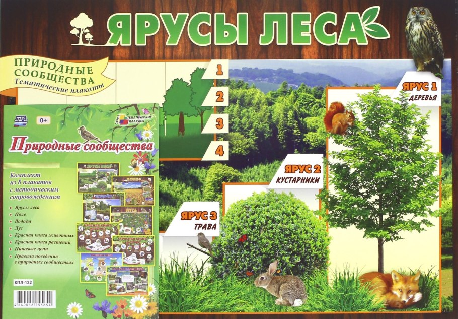Схему уровней трофической пищевой цепи.