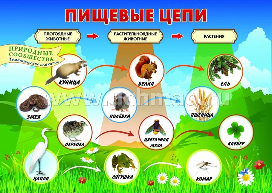 Тайга природная зона