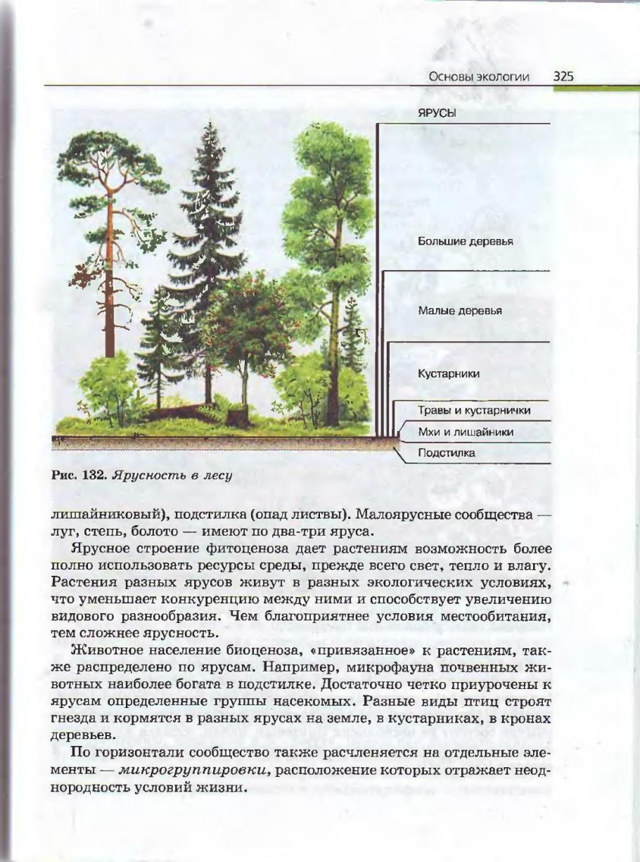Ярусность хвойного леса