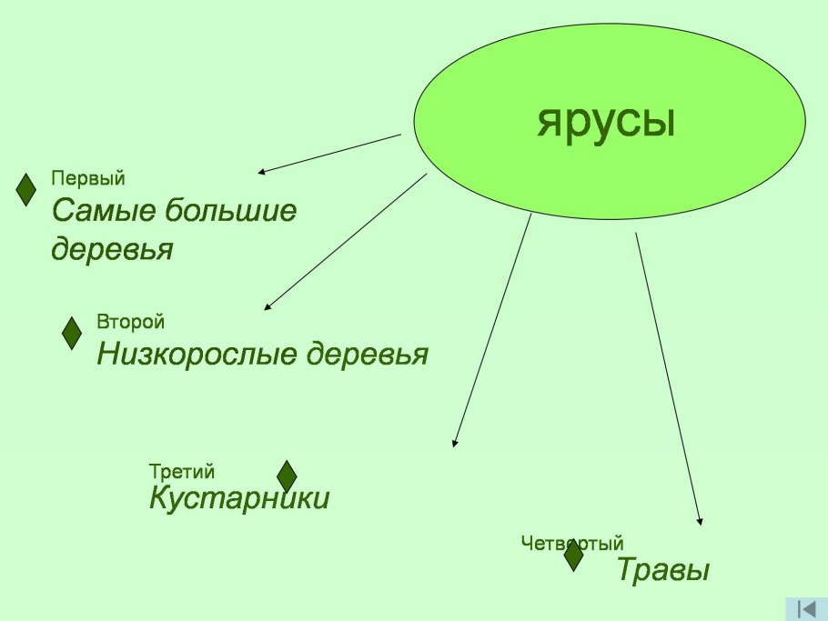 Ярусность тропического леса