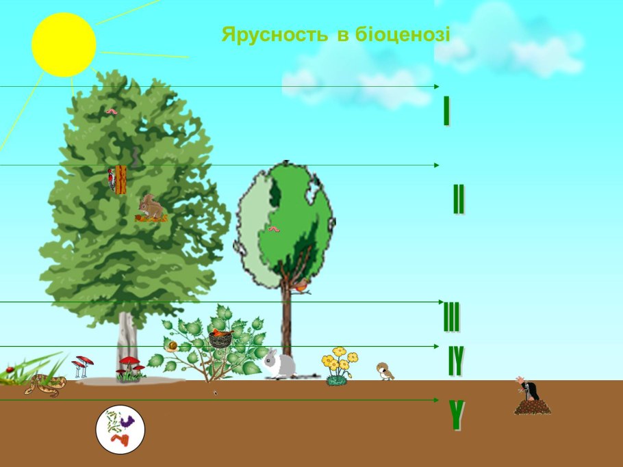 Ярусность леса 1 ярус