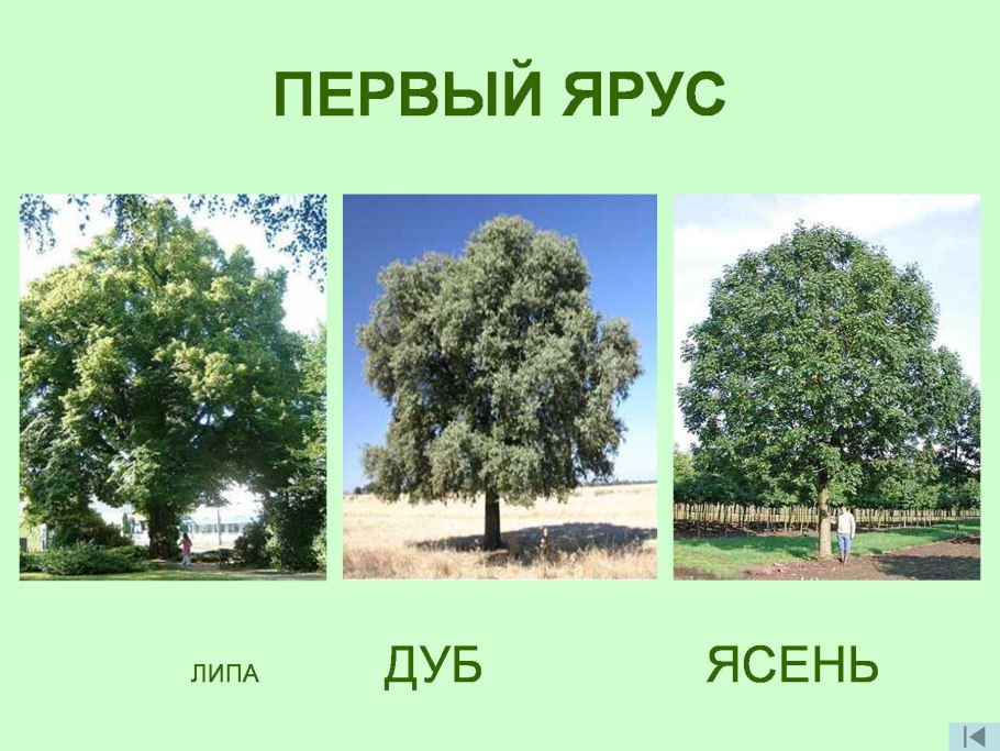 Ярусы леса тайги