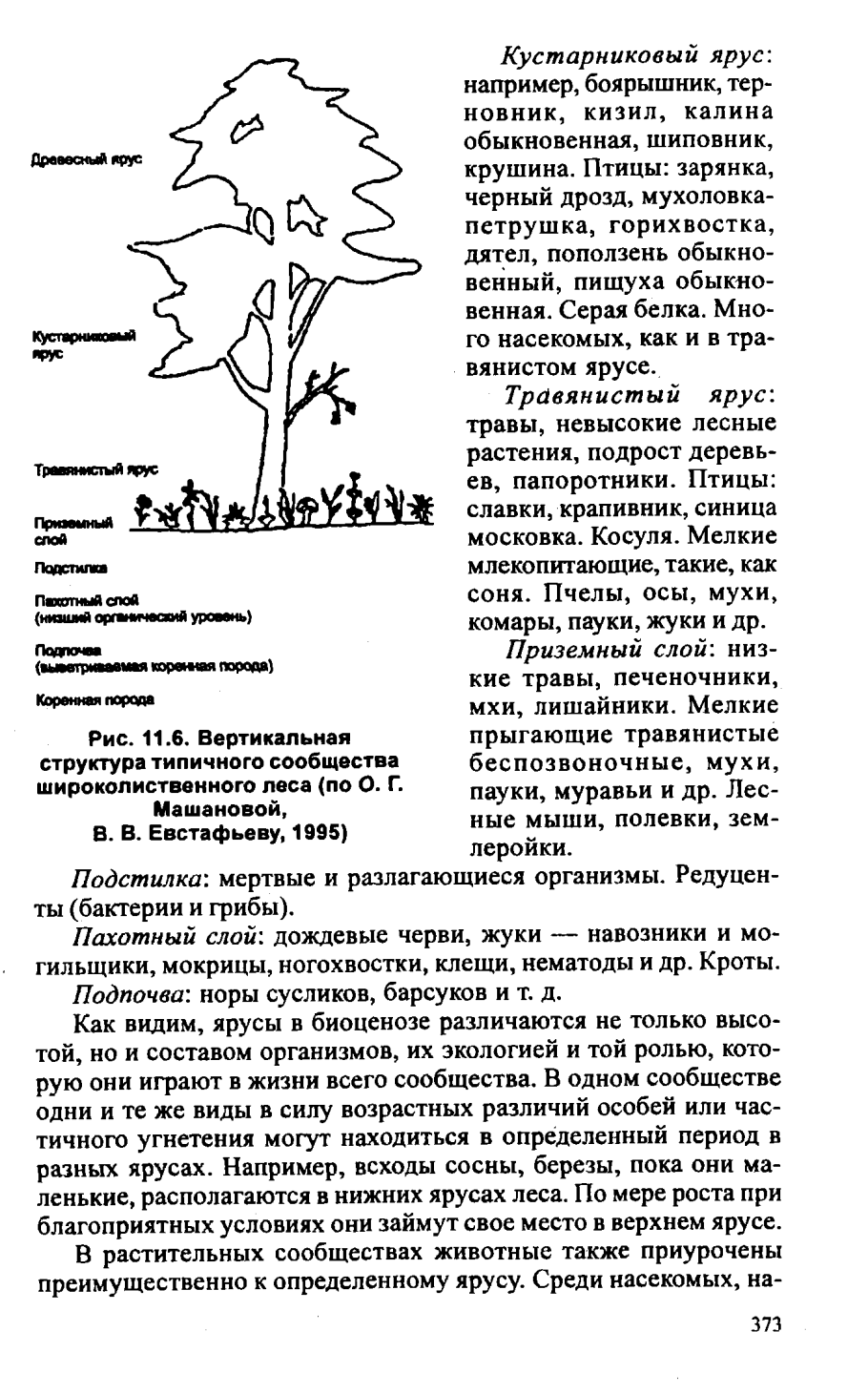 Ярусы леса