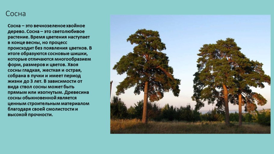 Коллаж на тему природа