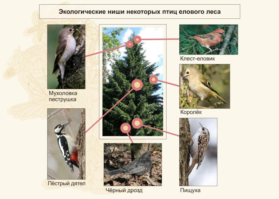 Виды лесов для детей