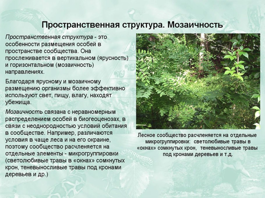 Силуэт сосны