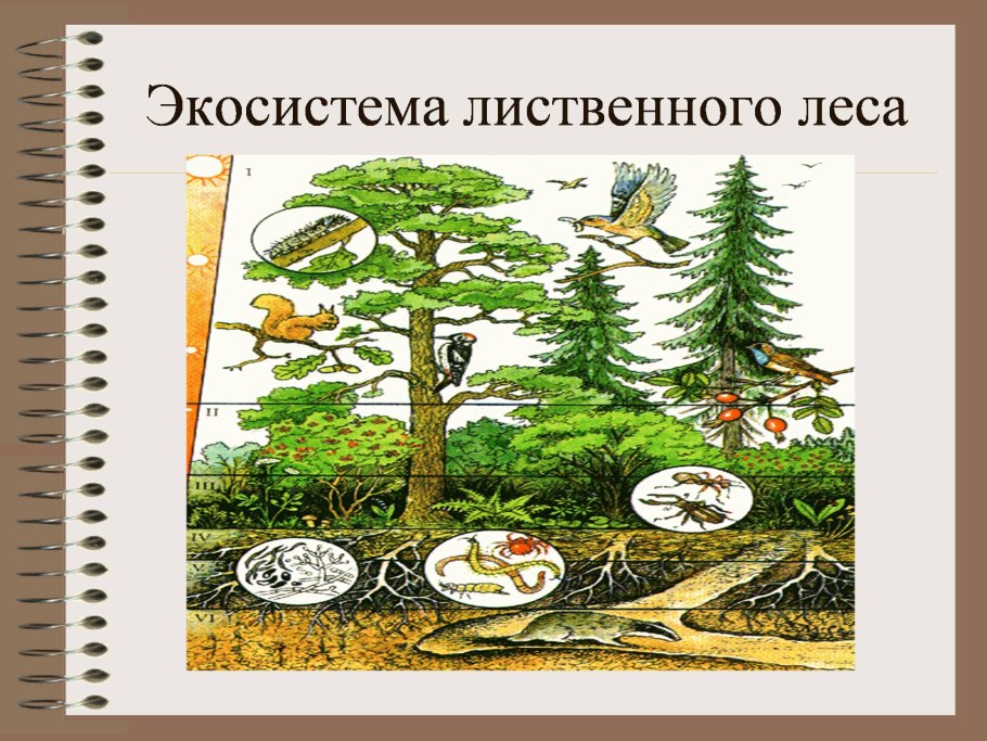 Пищевые Цепочки леса для дошкольников