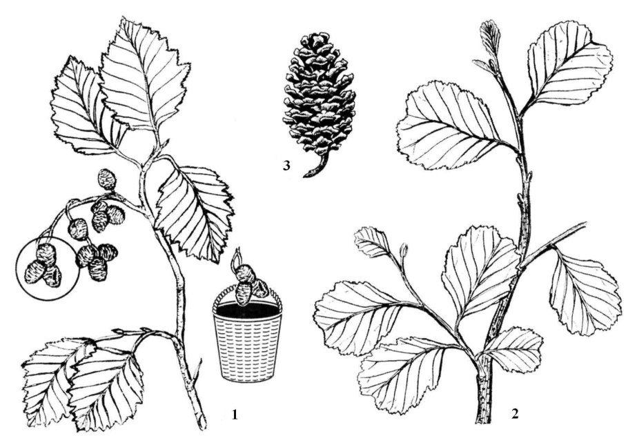 Ольха серая Лациниата (Alnus incana laciniata)