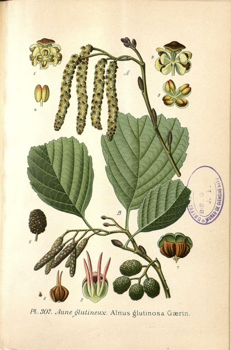 Alnus glutinosa лист