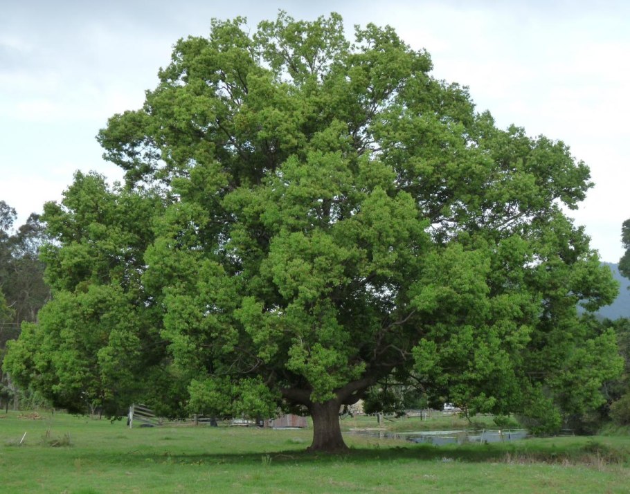 Alnus glutinosa pyramidalis