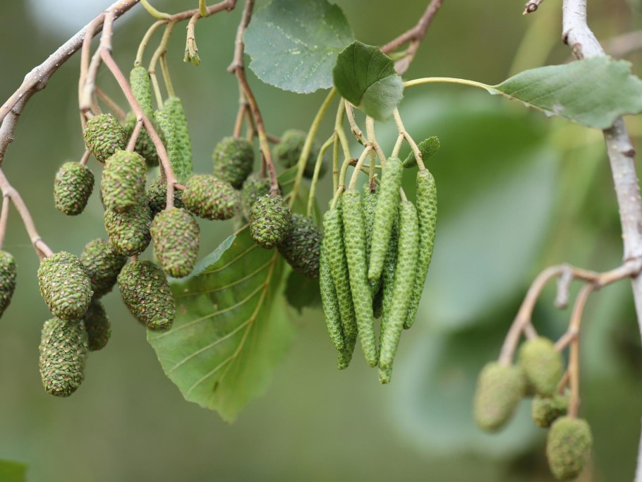 Ольха черная (Alnus glutinosa)