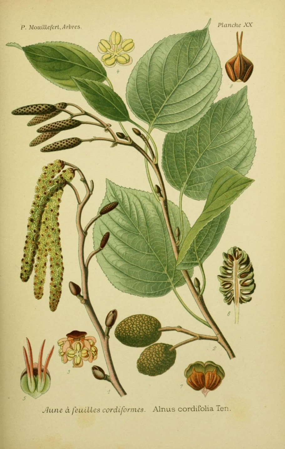 Alnus incana leaves