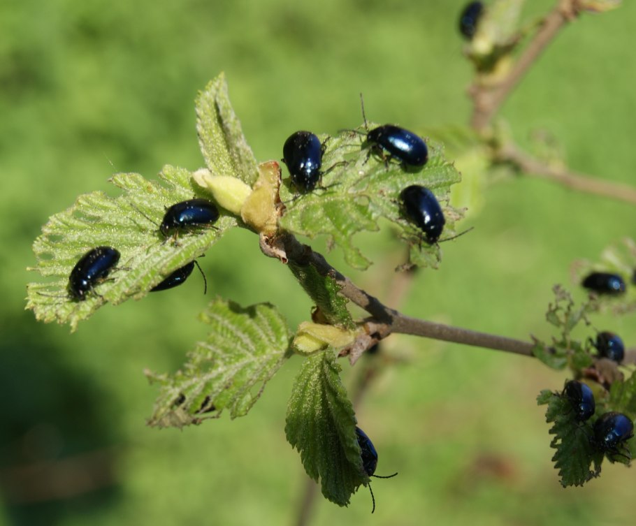 Ольха силуэт